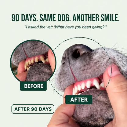 FreshPaw® Dental Spray – Natural Oral Care for Dogs